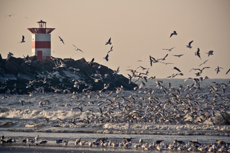 Change is coming - Seagulls 3 Basdemos
