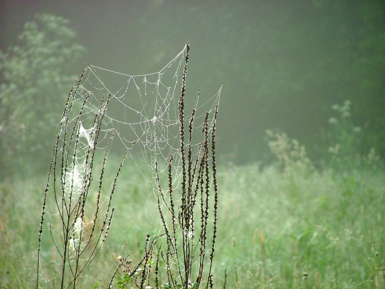 Abandoned Web