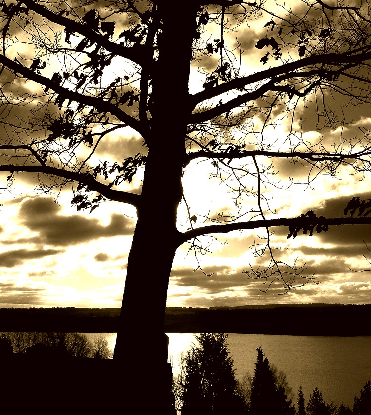 Tree Over Sun © Egidijus Mika