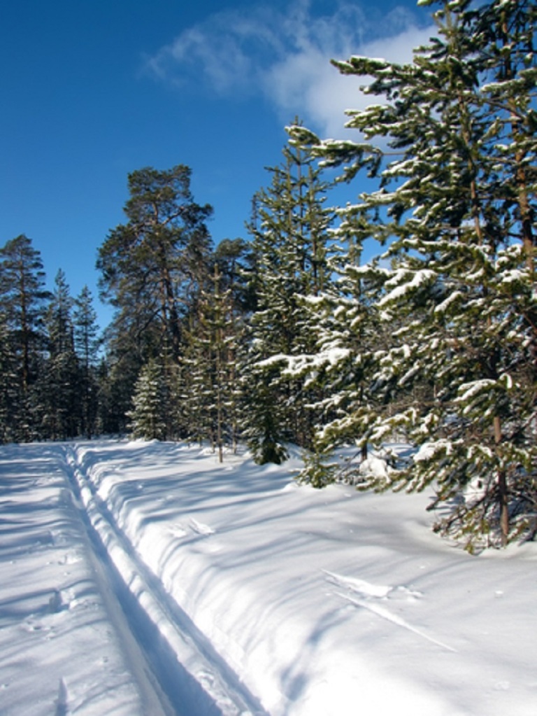 Ski Track In The Winter Forest - © Rvc5pogod