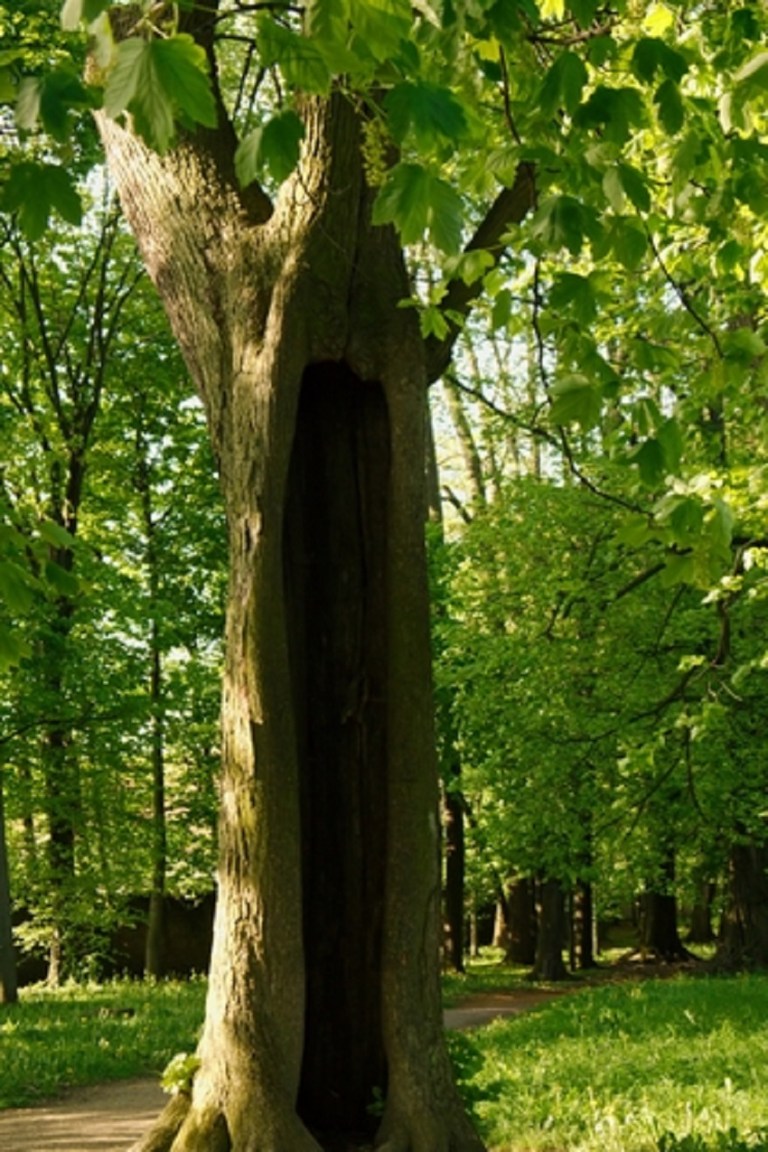 The Hollow Tree © Firstpentuer.jpg