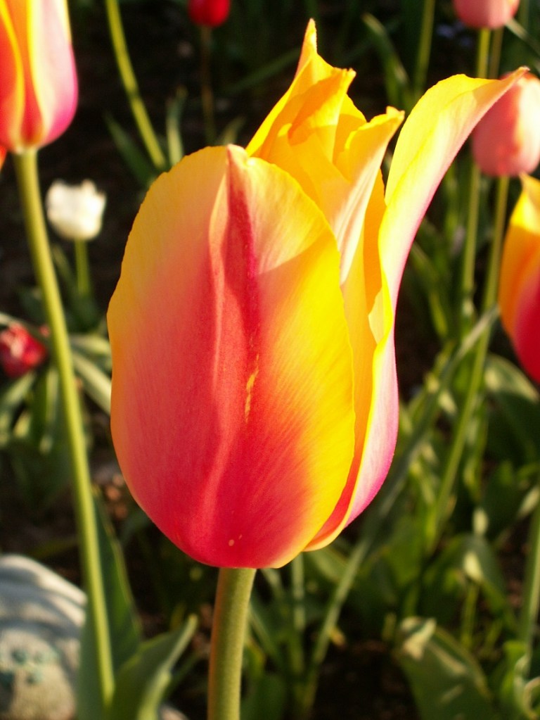 Tulip In The Sun © Joanne Soltesz.jpg