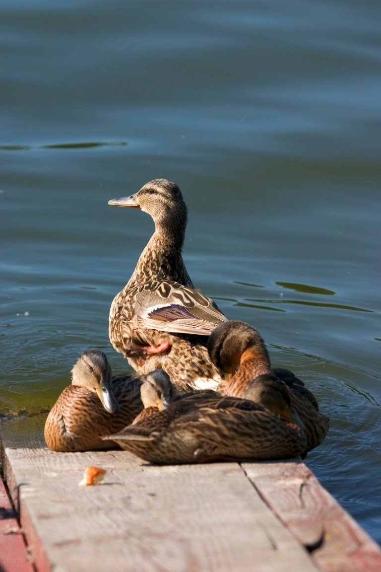 Duck With Ducklings  © Ichtor.jpg
