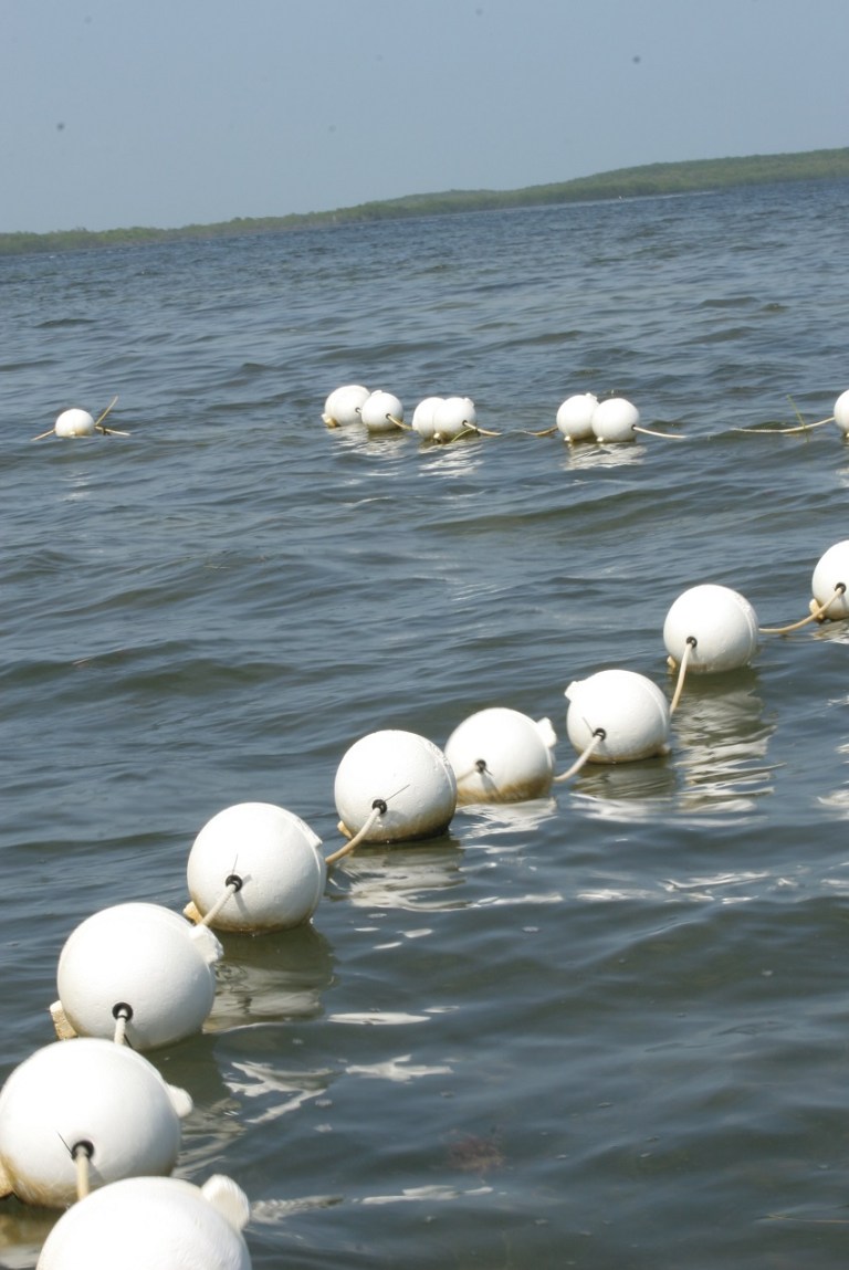 Swim Floats © Lisa James